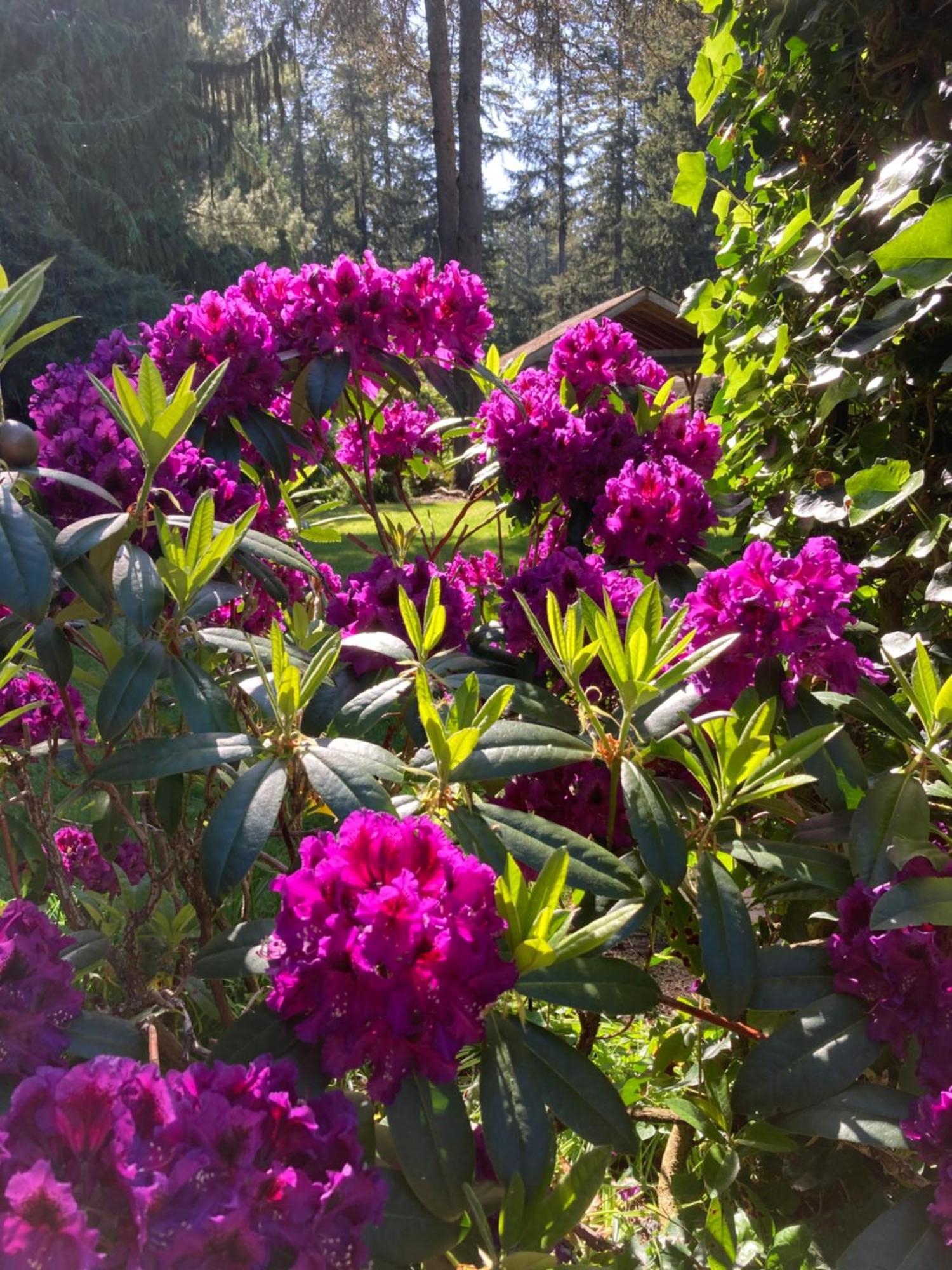 Cottage Lake Bed And Breakfast ウッディンビル エクステリア 写真